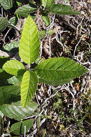 Sorbus aria \ Echte Mehlbeere / Whitebeam, E Picos de Europa, Posada de Valdeon 13.8.2012