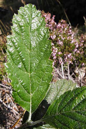 Sorbus aria \ Echte Mehlbeere / Whitebeam, E Picos de Europa, Posada de Valdeon 13.8.2012