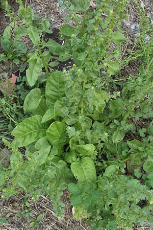 Spinacia oleracea \ Spinat / Spinach, E Pyrenäen/Pyrenees, Erill la Vall in Boi - Tal / Valley 16.8.2006