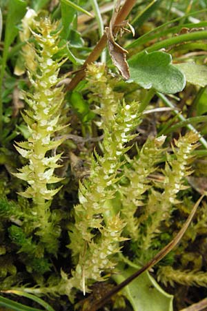 Selaginella selaginoides \ Dorniger Moosfarn / Lesser Clubmoss, E Pyrenäen/Pyrenees, Caldes de Boi 18.8.2006