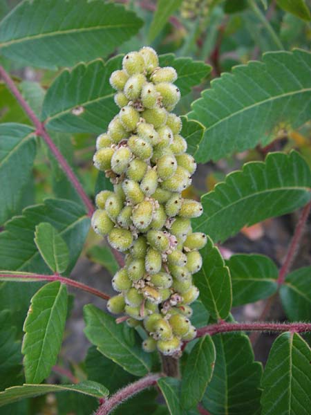 Rhus coriaria \ Gewrz-Sumach, Gerber-Sumach / Elm-Leaved Sumach, E Picos de Europa, Potes 13.8.2012