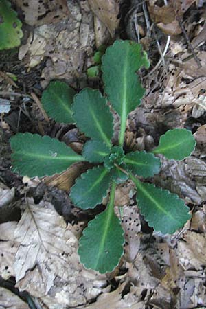 Saxifraga umbrosa \ Schatten-Steinbrech, Porzellanblmchen / Rockfoil, E Pyrenäen/Pyrenees, Ordesa 22.8.2011