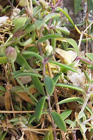 Silene uniflora \ Einbltiges Leimkraut, E Asturien Ribadesella 10.8.2012