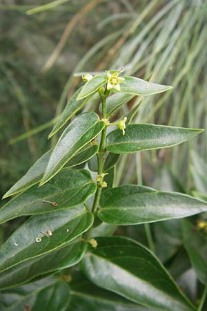 Vincetoxicum hirundinaria subsp. lusitanicum \ Portugiesische Schwalbenwurz, E Asturien Ribadesella 10.8.2012