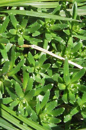 Saxifraga aizoides \ Fetthennen-Steinbrech, E Pyrenäen, Caldes de Boi 16.8.2006