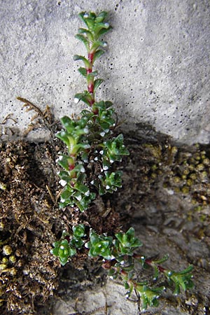 Saxifraga oppositifolia subsp. oppositifolia \ Gegenblättriger Steinbrech / Purple Saxifrage, E Picos de Europa, Fuente De 14.8.2012