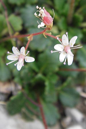 Saxifraga cuneifolia \ Keilblttriger Steinbrech / Lesser London Pride, E Picos de Europa, Fuente De 14.8.2012