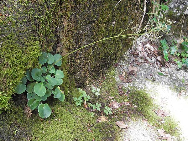 Saxifraga hirsuta \ Rauhaariger Steinbrech / Kidney Saxifrage, E Picos de Europa, Potes 16.8.2012