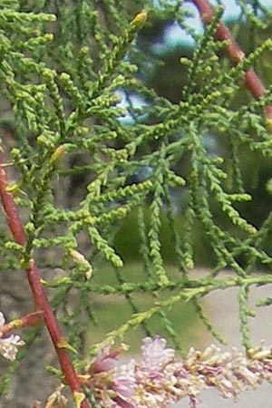 Tamarix gallica ? \ Franzsische Tamariske / French Tamarisk, E San Sebastian 15.8.2011