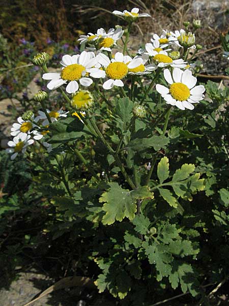 Tanacetum parthenium \ Mutterkraut / Feverfew, E Pyrenäen/Pyrenees, Boi 16.8.2006