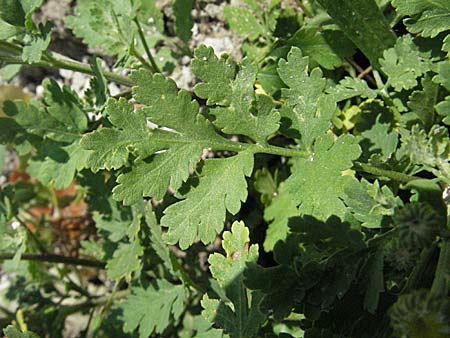 Tanacetum parthenium / Feverfew, E Pyrenees, Boi 16.8.2006