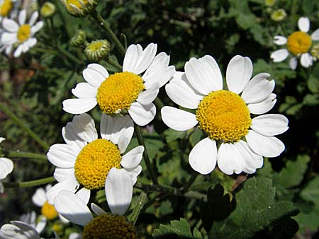 Tanacetum parthenium \ Mutterkraut / Feverfew, E Pyrenäen/Pyrenees, Boi 16.8.2006