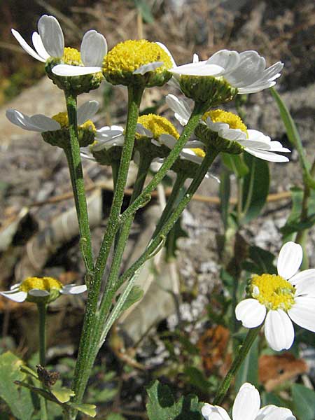 Tanacetum parthenium \ Mutterkraut / Feverfew, E Pyrenäen/Pyrenees, Boi 16.8.2006