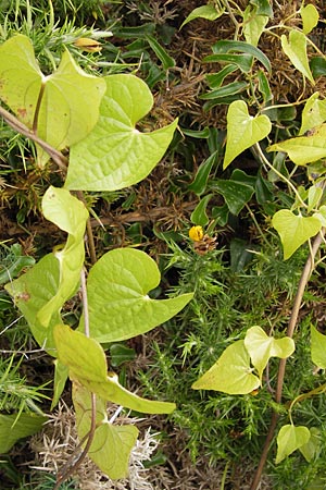 Dioscorea communis \ Schmerwurz / Black Bryony, E Asturien/Asturia Ribadesella 10.8.2012