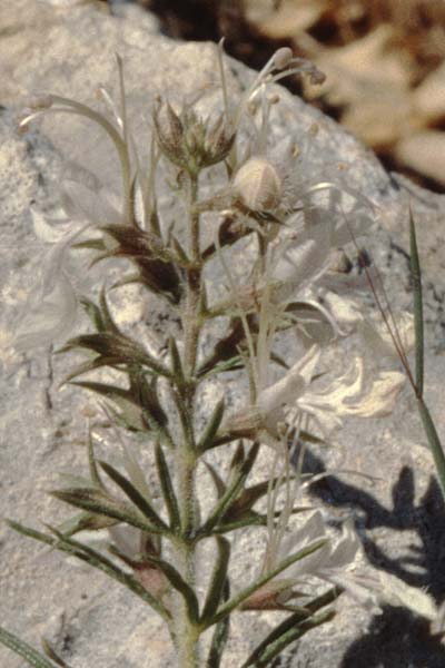 Teucrium pseudochamaepitys \ Schmalblttriger Gamander / Ground-Pine Germander, E Prov.  Alicante, Xabia 27.3.2001