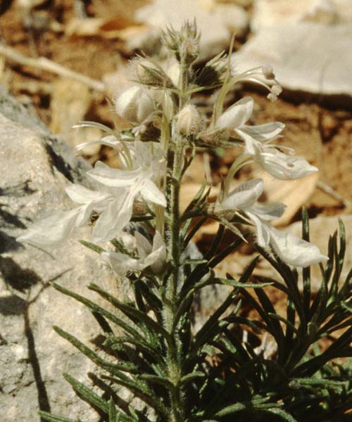 Teucrium pseudochamaepitys \ Schmalblättriger Gamander / Ground-Pine Germander, E Prov.  Alicante, Xabia 27.3.2001