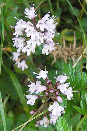 Thymus pulegioides \ Arznei-Thymian, Gemeiner Thymian / Large Thyme, E Picos de Europa, Covadonga 7.8.2012