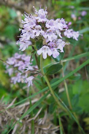 Thymus pulegioides / Large Thyme, E Picos de Europa, Covadonga 7.8.2012