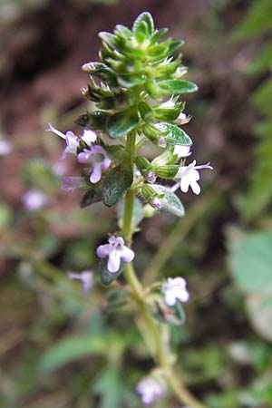 Thymus pulegioides / Large Thyme, E Picos de Europa, Carrea 11.8.2012