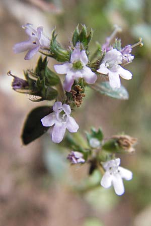 Thymus pulegioides \ Arznei-Thymian, Gemeiner Thymian / Large Thyme, E Picos de Europa, Carrea 11.8.2012