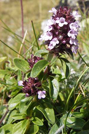 Thymus pulegioides \ Arznei-Thymian, Gemeiner Thymian, E Picos de Europa, Puerto de San Glorio 13.8.2012