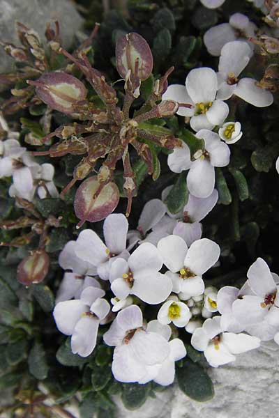 Iberis spathulata \ Niedrige Schleifenblume / Spoon-Leaved Candytuft, E Picos de Europa, Fuente De 14.8.2012