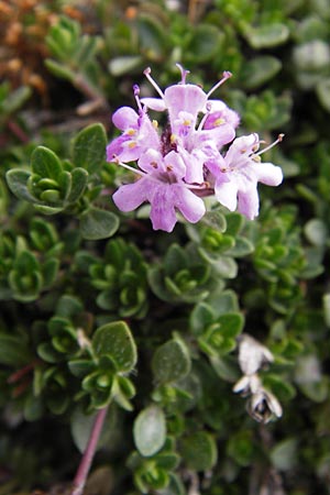 Thymus praecox subsp. britannicus \ Englischer Thymian / British Thyme, E Picos de Europa, Fuente De 14.8.2012