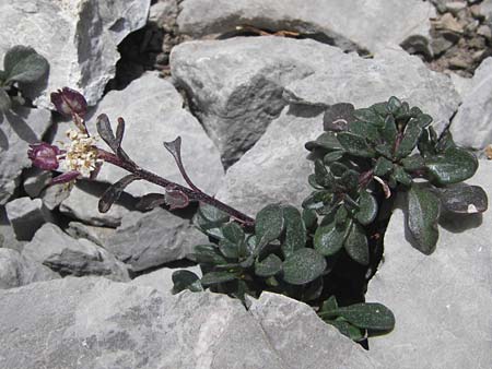 Iberis spathulata / Spoon-Leaved Candytuft, E Picos de Europa, Fuente De 14.8.2012