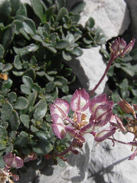Iberis spathulata / Spoon-Leaved Candytuft, E Picos de Europa, Fuente De 14.8.2012