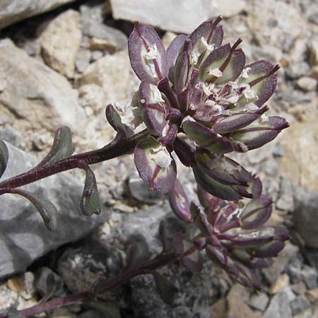 Iberis spathulata \ Niedrige Schleifenblume / Spoon-Leaved Candytuft, E Picos de Europa, Fuente De 14.8.2012