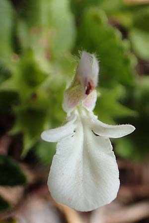 Teucrium pyrenaicum subsp. guarensis \ Sierra de Guara-Gamander / Sierra de Guara Germander, E Pyrenäen/Pyrenees, Prat de Cadi 6.8.2018