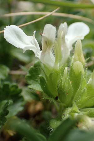 Teucrium pyrenaicum subsp. guarensis \ Sierra de Guara-Gamander / Sierra de Guara Germander, E Pyrenäen/Pyrenees, Prat de Cadi 6.8.2018