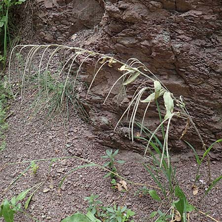 Arabis turrita \ Turm-Gnsekresse / Tower Cress, E Pyrenäen/Pyrenees, Castellar de N'Hug 5.8.2018