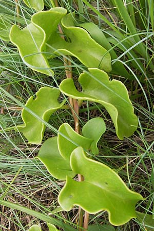 Ipomoea imperati \ Strand-Prunk-Winde / Beach Morning Glory, E Asturien/Asturia Llanes 12.8.2012