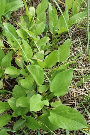 Valeriana montana / Mountain Valerian, E Pyrenees, Prat de Cadi 6.8.2018