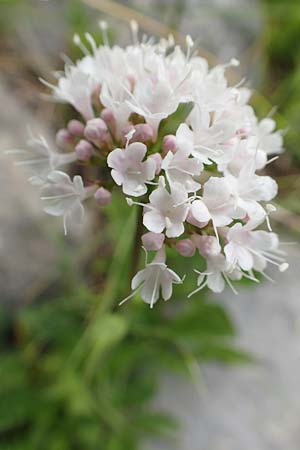 Valeriana montana \ Berg-Baldrian / Mountain Valerian, E Pyrenäen/Pyrenees, Prat de Cadi 6.8.2018