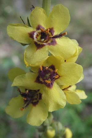 Verbascum chaixii \ Franzsische Knigskerze / Nettle-Leaved Mullein, E Pyrenäen/Pyrenees, Caldes de Boi 16.8.2006