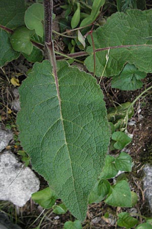 Verbascum chaixii \ Franzsische Knigskerze / Nettle-Leaved Mullein, E Pyrenäen/Pyrenees, Caldes de Boi 16.8.2006