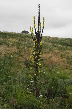 Verbascum densiflorum \ Grobltige Knigskerze / Dense-flowered Mullein, E Zarautz 18.8.2011