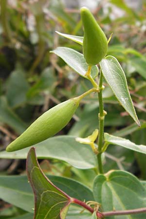 Vincetoxicum hirundinaria subsp. lusitanicum \ Portugiesische Schwalbenwurz / Portuguese Swallow Wort, E Asturien/Asturia Ribadesella 10.8.2012