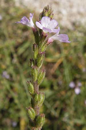 Verbena officinalis / Vervain, E Picos de Europa, Carrea 11.8.2012