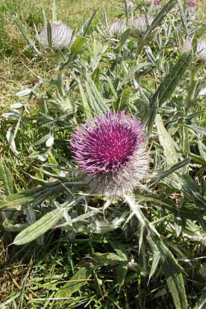 Cirsium eriophorum / Wooly Thistle, E Picos de Europa, Puerto de San Glorio 13.8.2012