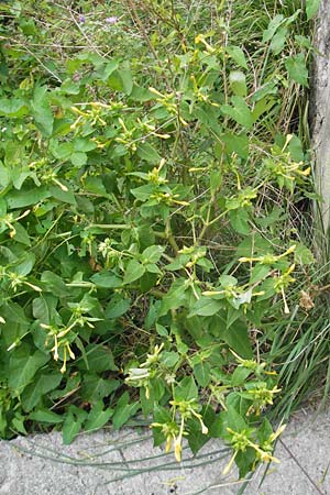 Mirabilis jalapa \ Wunderblume, E Zumaia 16.8.2011