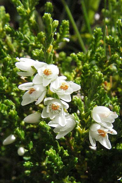 Calluna vulgaris \ Heidekraut, Besen-Heide, E Pyrenäen, Caldes de Boi 18.8.2006