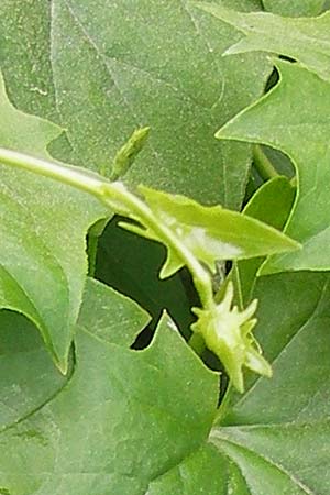 Delairea odorata \ Sommer-Efeu / Cape Ivy, E Asturien/Asturia Ribadesella 10.8.2012