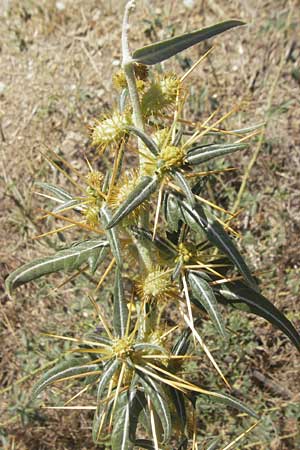 Xanthium spinosum \ Dornige Spitzklette, E Usun 20.8.2011