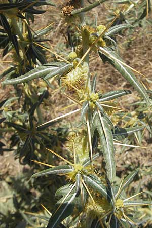 Xanthium spinosum \ Dornige Spitzklette, E Usun 20.8.2011