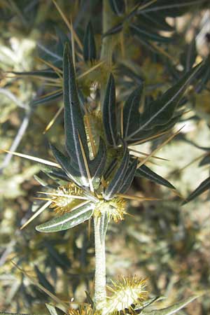 Xanthium spinosum \ Dornige Spitzklette, E Usun 20.8.2011