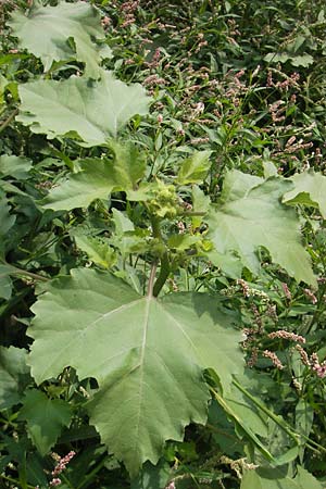 Xanthium italicum \ Italienische Spitzklette, E Pyrenäen, Ordesa 24.8.2011