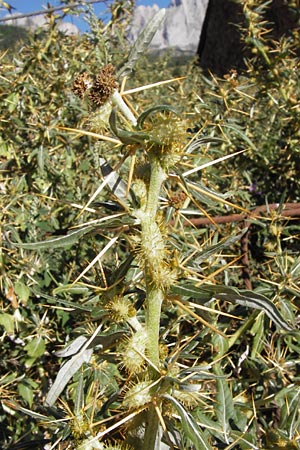 Xanthium spinosum \ Dornige Spitzklette, E Picos de Europa, Potes 16.8.2012